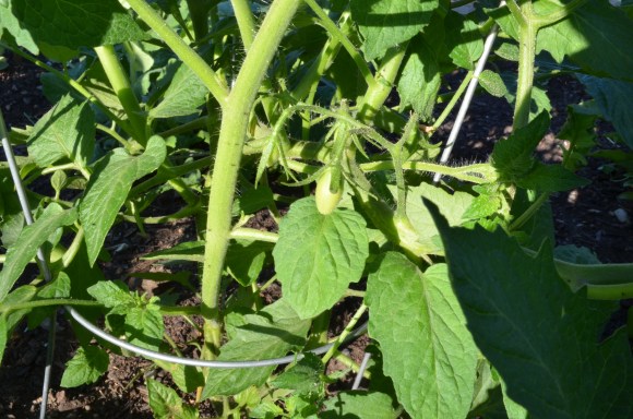 DSC_0012