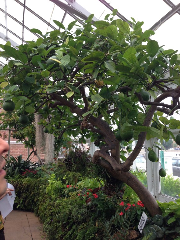 oak park conservatory