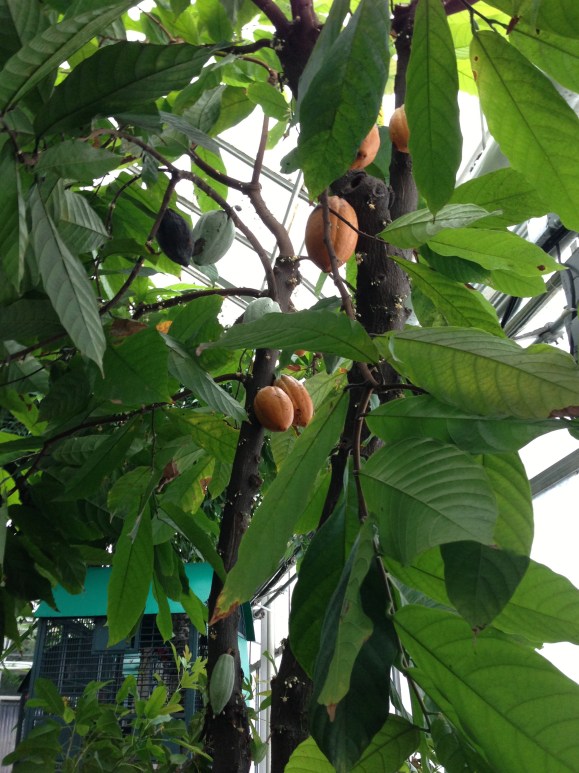 oak park conservatory cocao tree