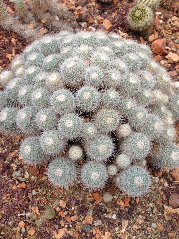 oak park conservatory 