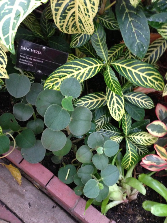 oak park conservatory