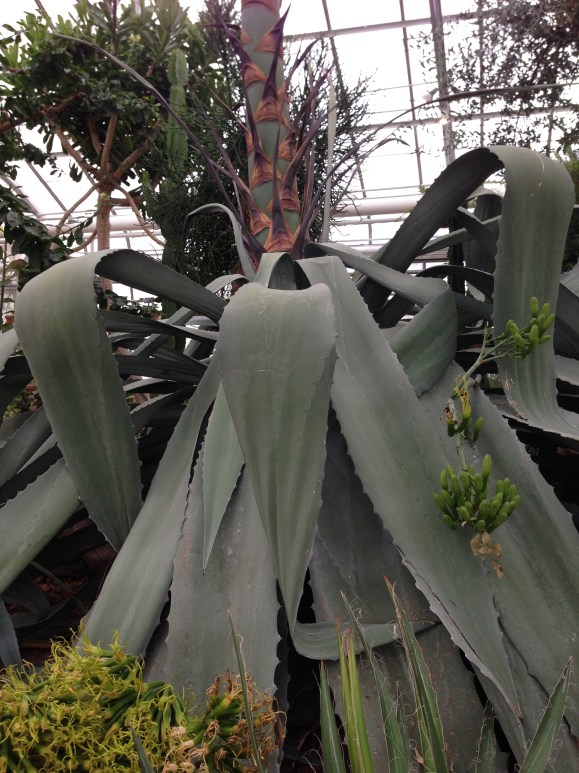 Oak Park Conservatory century plant