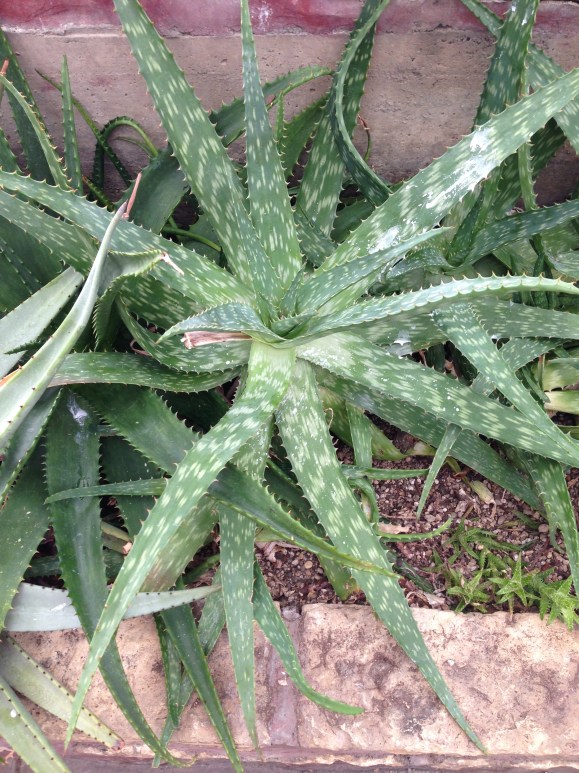 oak park conservatory aloe