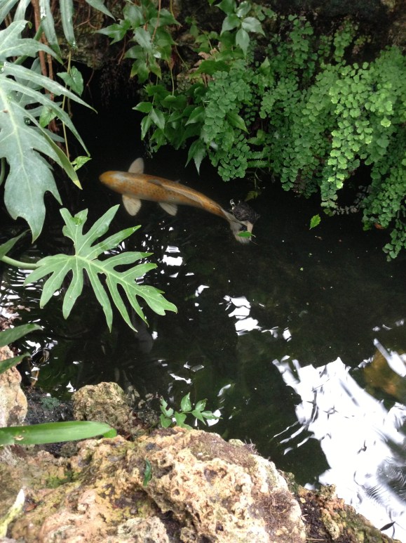 oak park conservatory koi and turtle