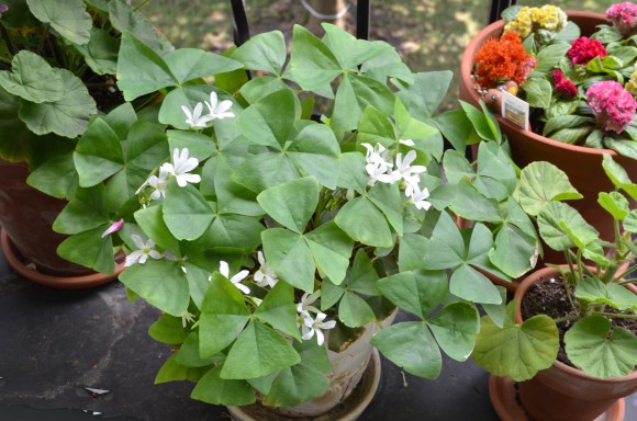 oxalis 