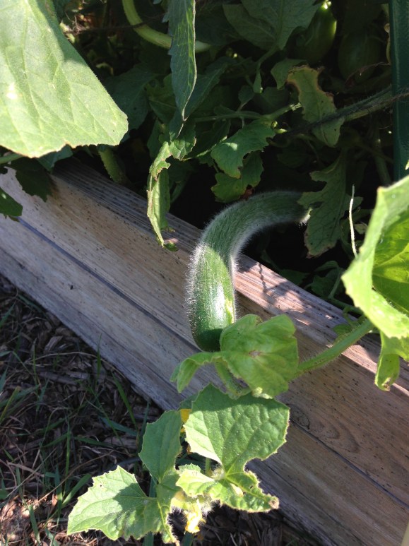 Japanese cucumber