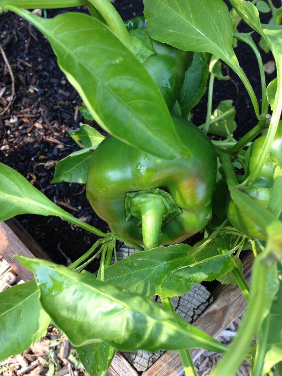 future red pepper