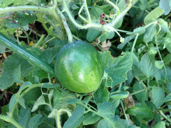 moon and stars watermelon
