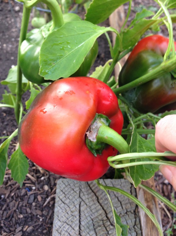 red pepper