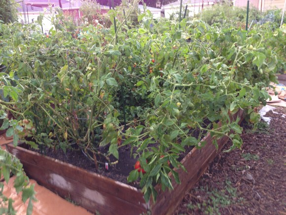 forest park community garden