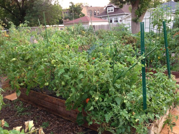 Forest Park community garden
