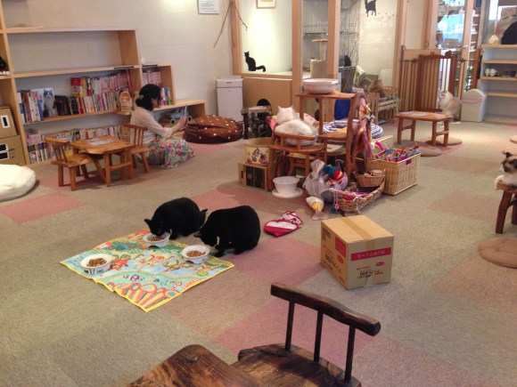 cat cafe Japan