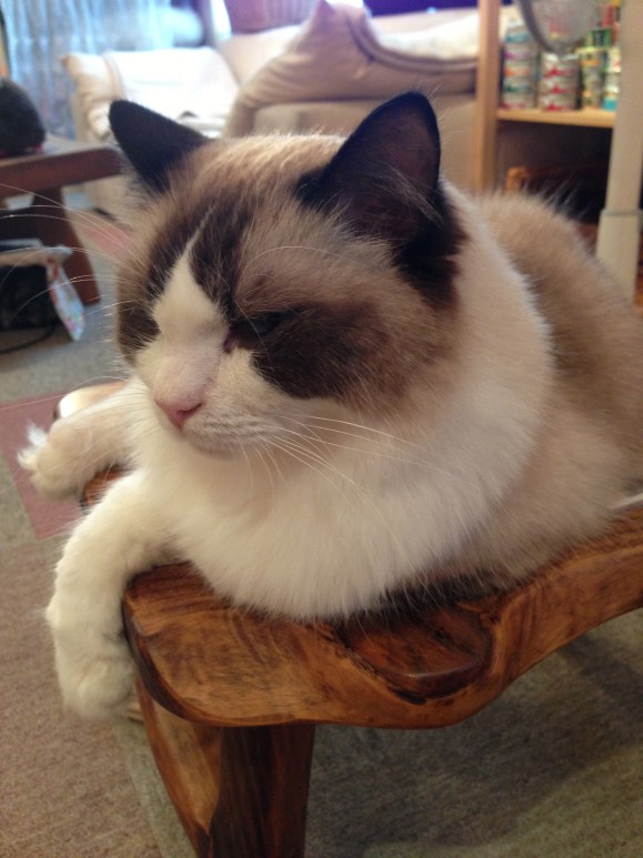 cat cafe Japan