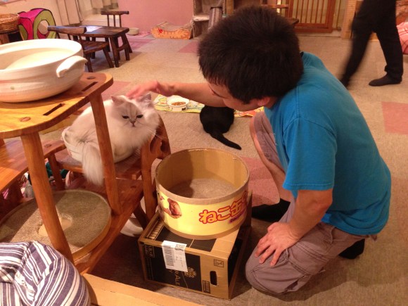 cat cafe Japan