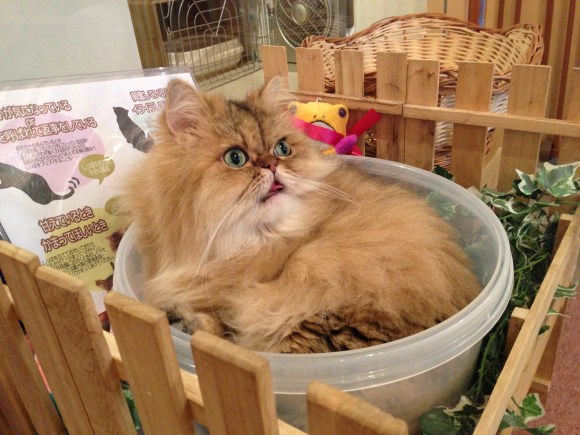 cat cafe Japan
