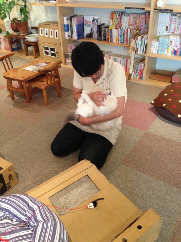 cat cafe Japan