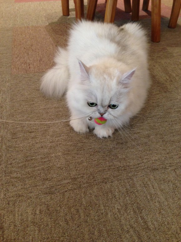 cat cafe Japan