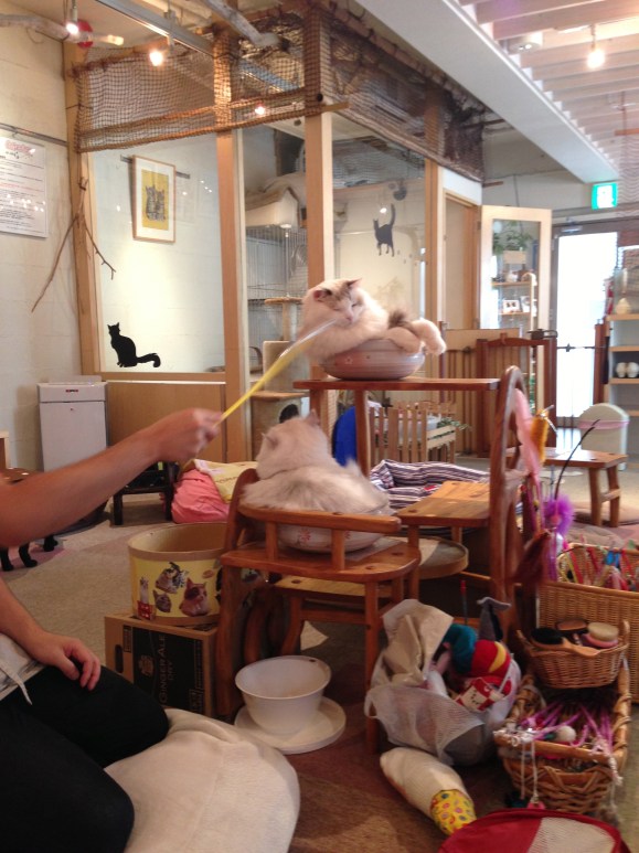 cat cafe