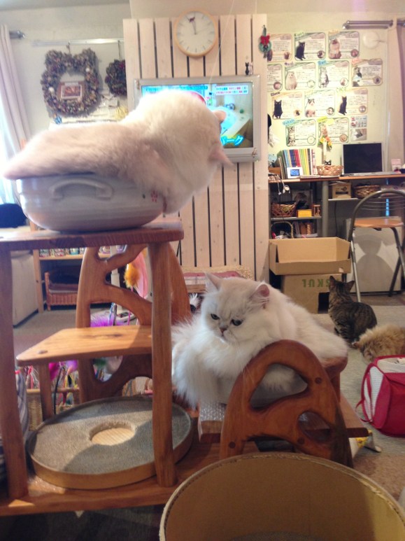 cat cafe Japan