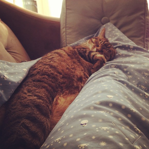 Presley napping