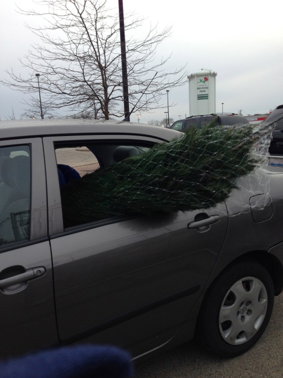 backseat tree