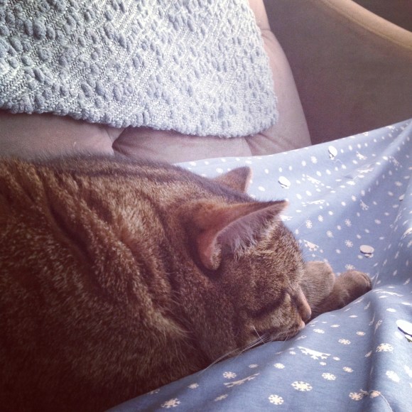 Presley napping