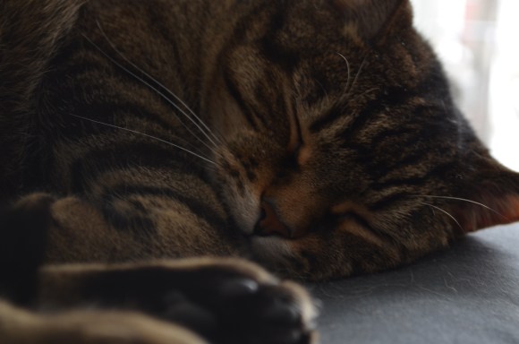 cat naps