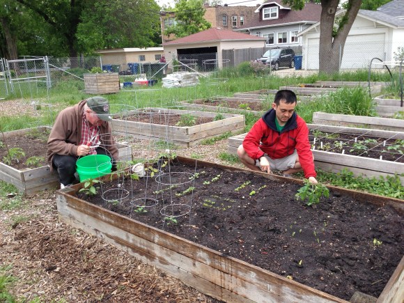 community garden, community gardening