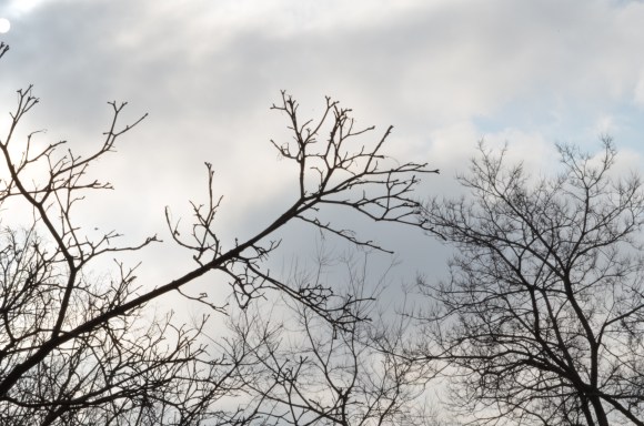 tree branch 2014