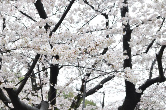 cherry blossoms