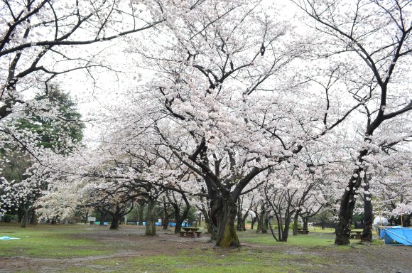 cherry blossoms