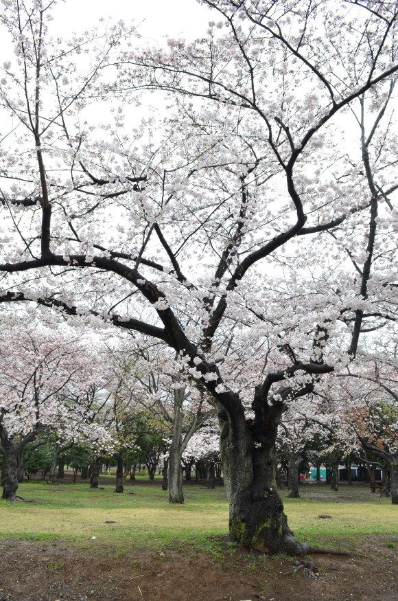 cherry blossoms