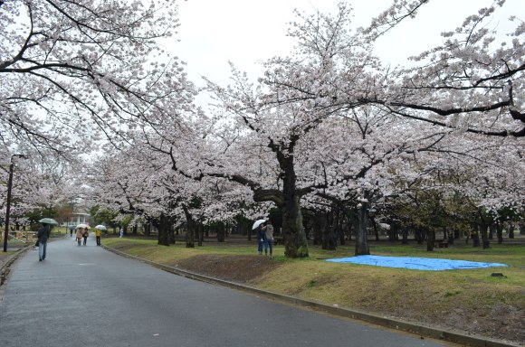 cherry blossoms, cherry tree