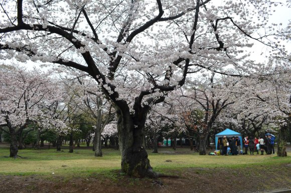 cherry blossoms