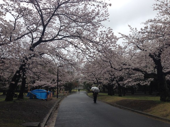 cherry blossoms
