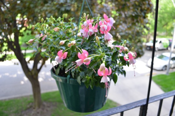 potted plants for balcony