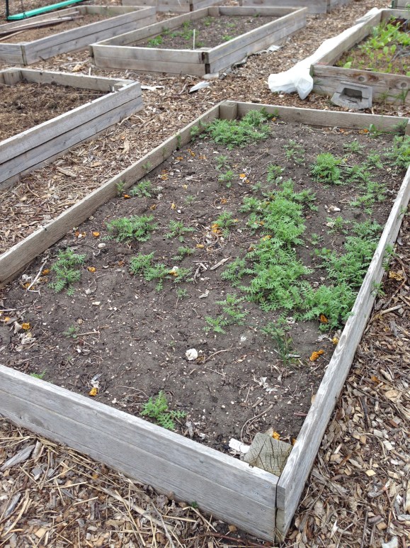 Forest Park Community Garden