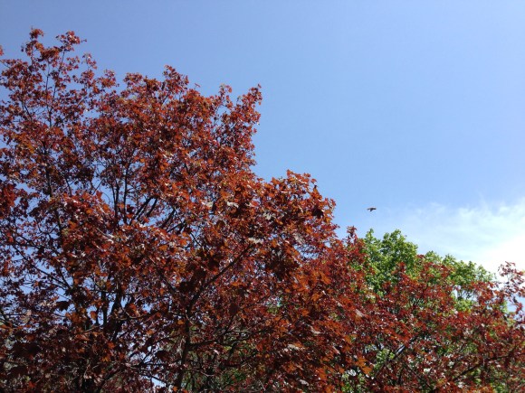 blue skies in spring