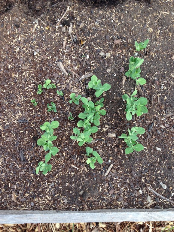 plot #6