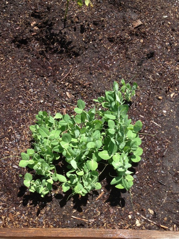 plot #6