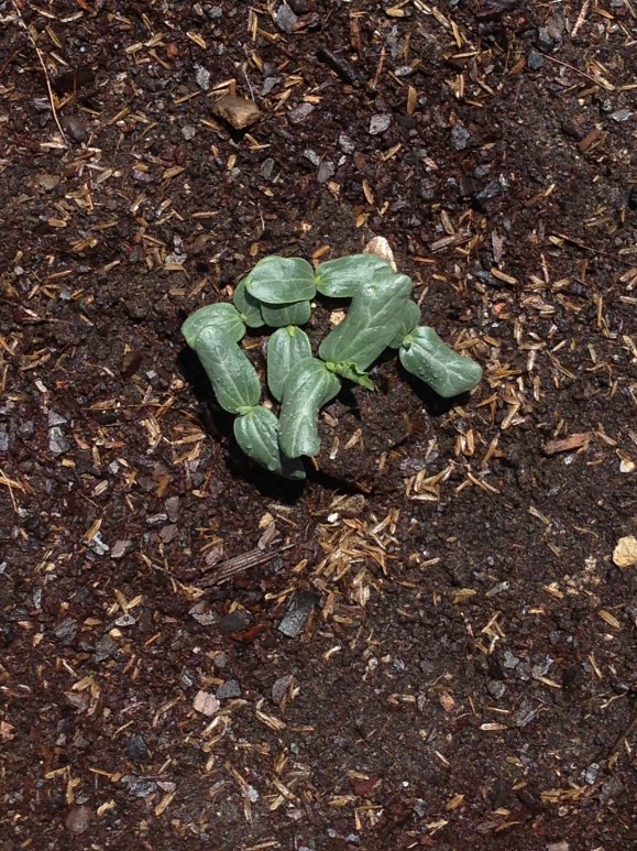 plot #6