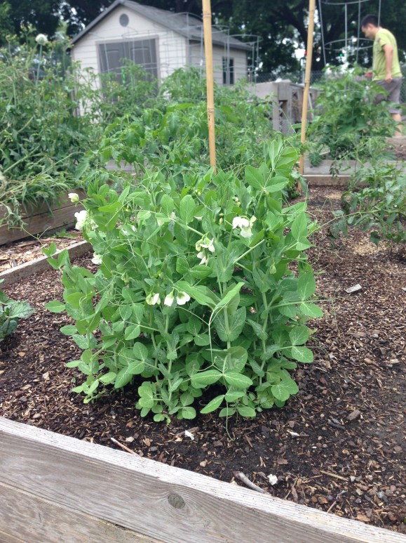 plot 6 peas