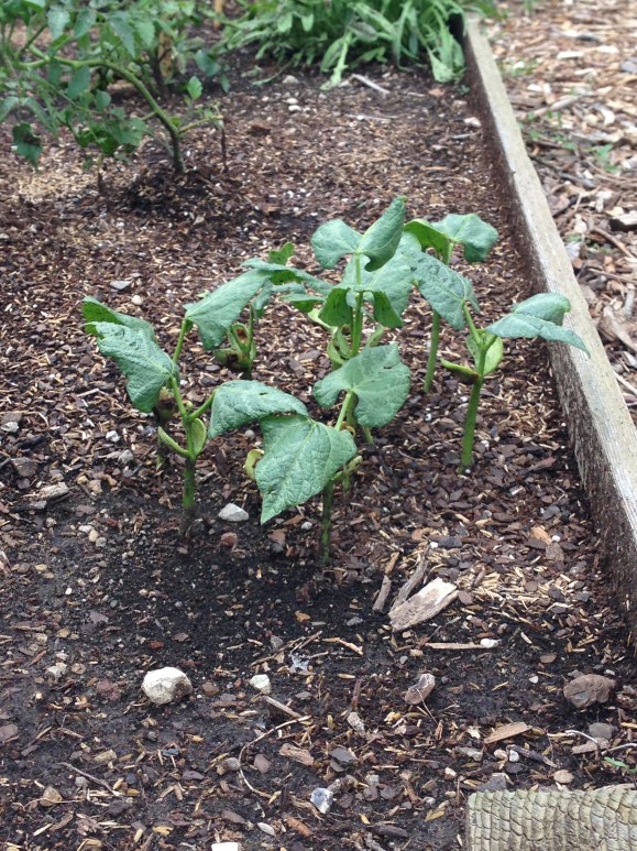 plot 6 limas
