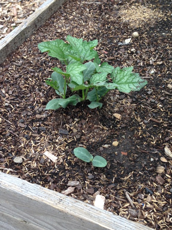 plot 6 loofah