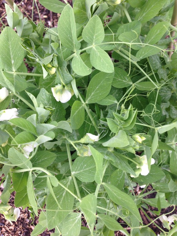 plot 6 peas