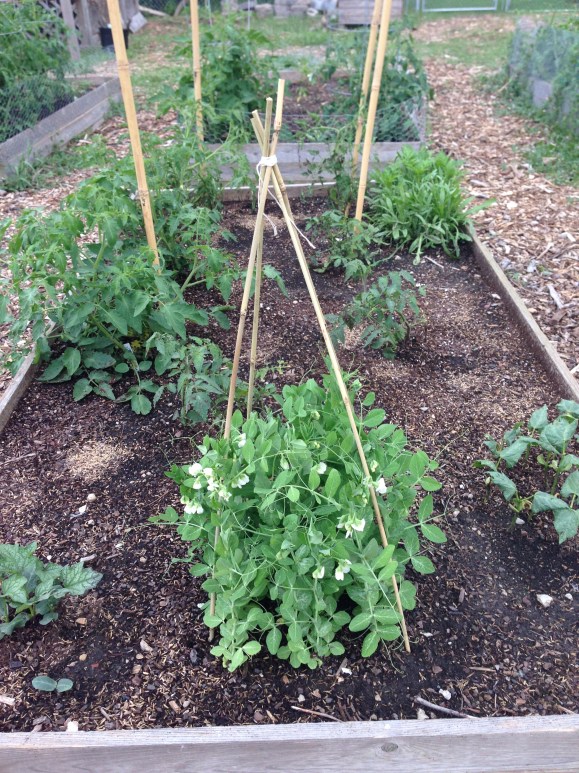 plot 6, peas