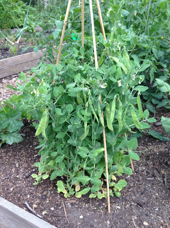 peas, plot 6