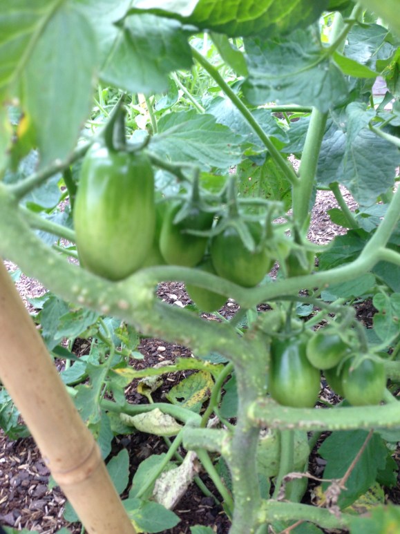 juliets, plot 6