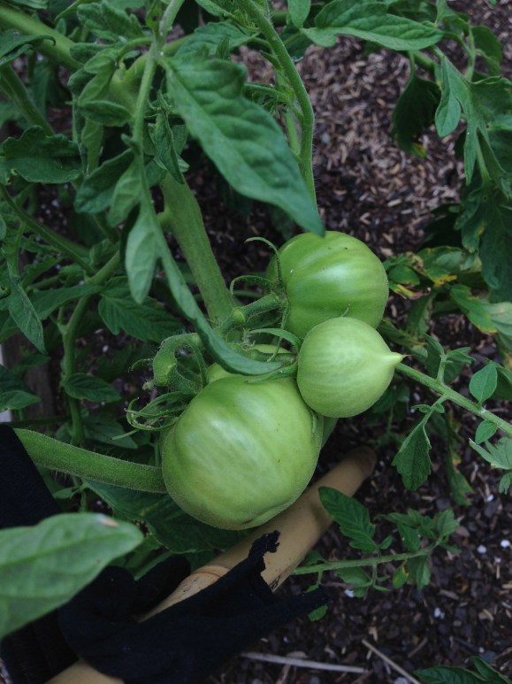 brandywines, plot 6