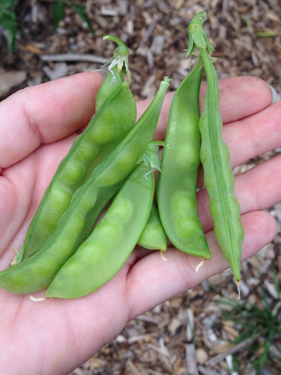 tiny pea harvest, plot 6